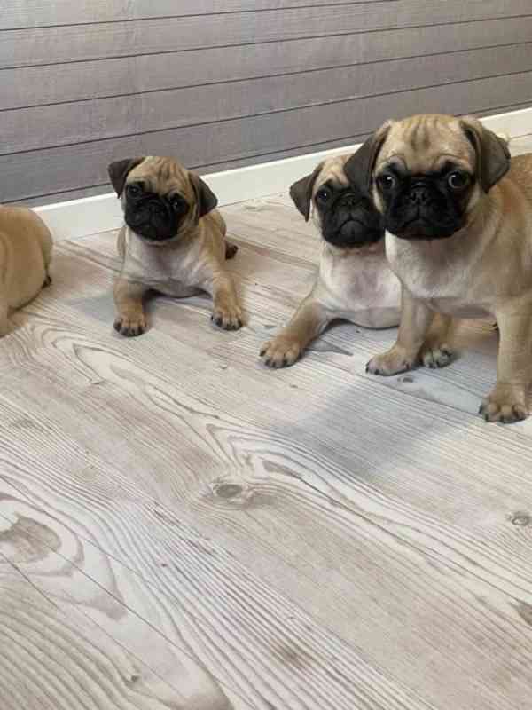 Mopslík, Pug - foto 2