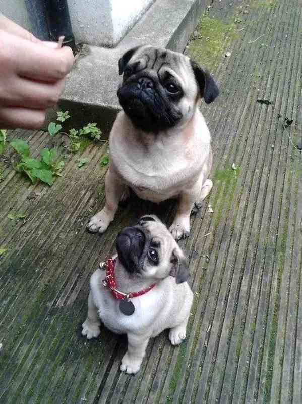 Mopslík, Pug - foto 4