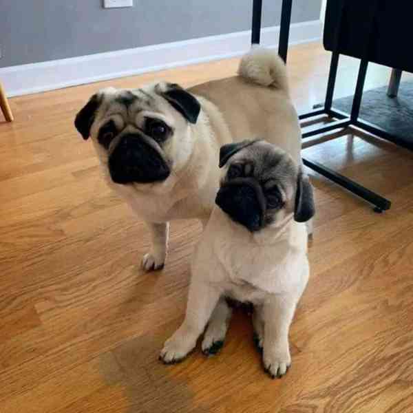 Mopslík, Pug - foto 3