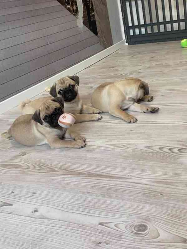 Mopslík, Pug - foto 1