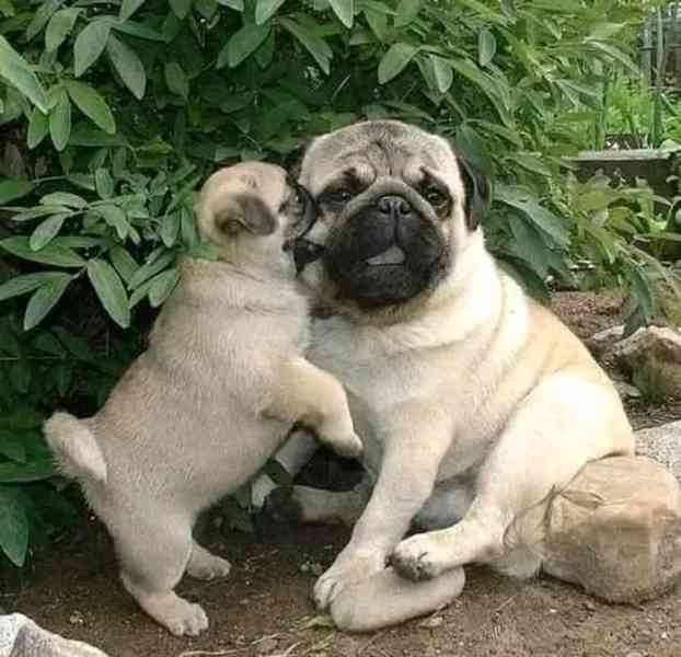 Mopslík, Pug - foto 5