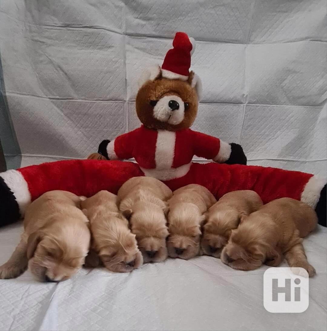 Anglický kokršpaněl  - foto 1