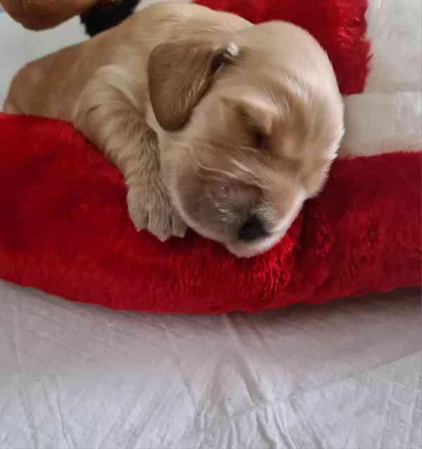 Anglický kokršpaněl  - foto 2