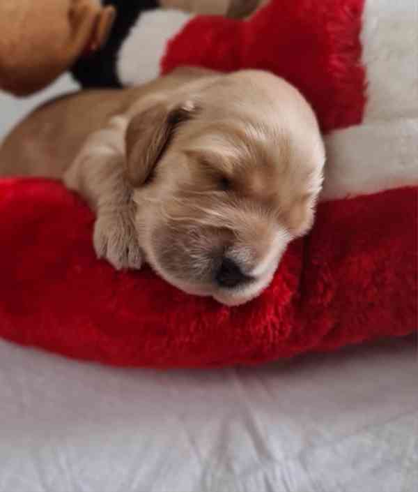 Anglický kokršpaněl  - foto 5