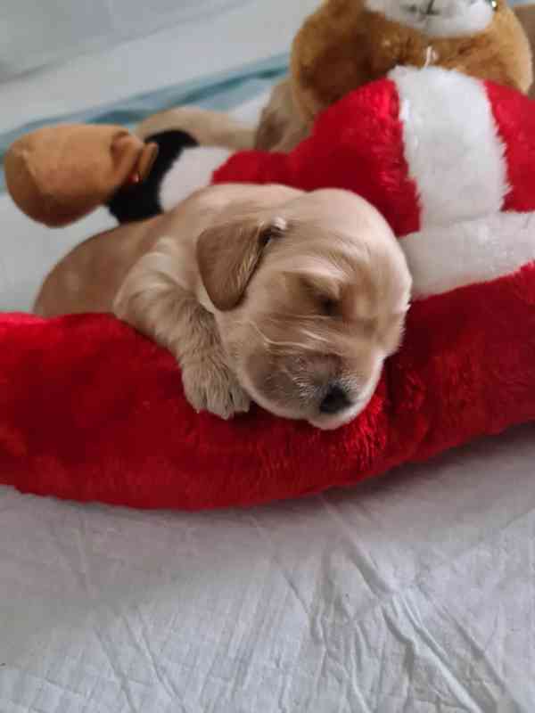 Anglický kokršpaněl  - foto 4