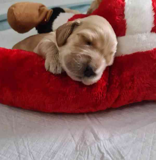 Anglický kokršpaněl  - foto 3