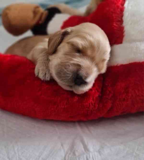 Anglický kokršpaněl  - foto 6