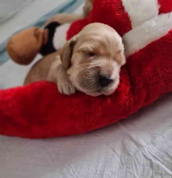 Anglický kokršpaněl  - foto 7