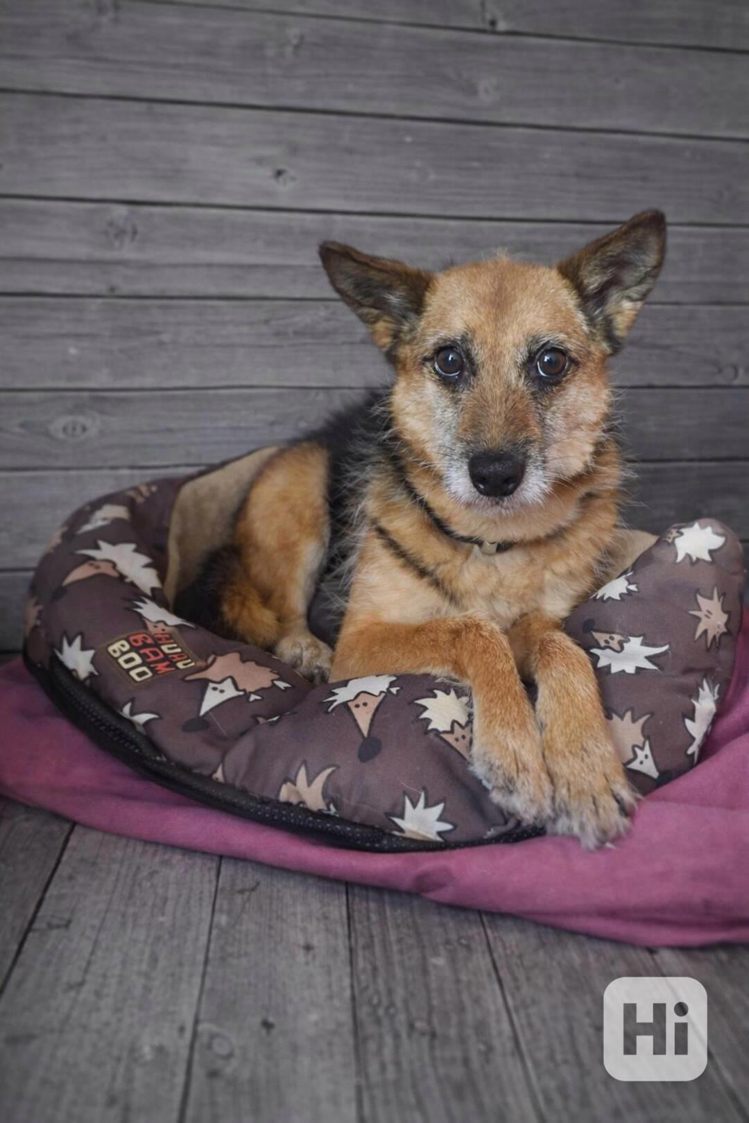 EVEREST - 7 kg, kastrovaná fenečka 9 let  - foto 1