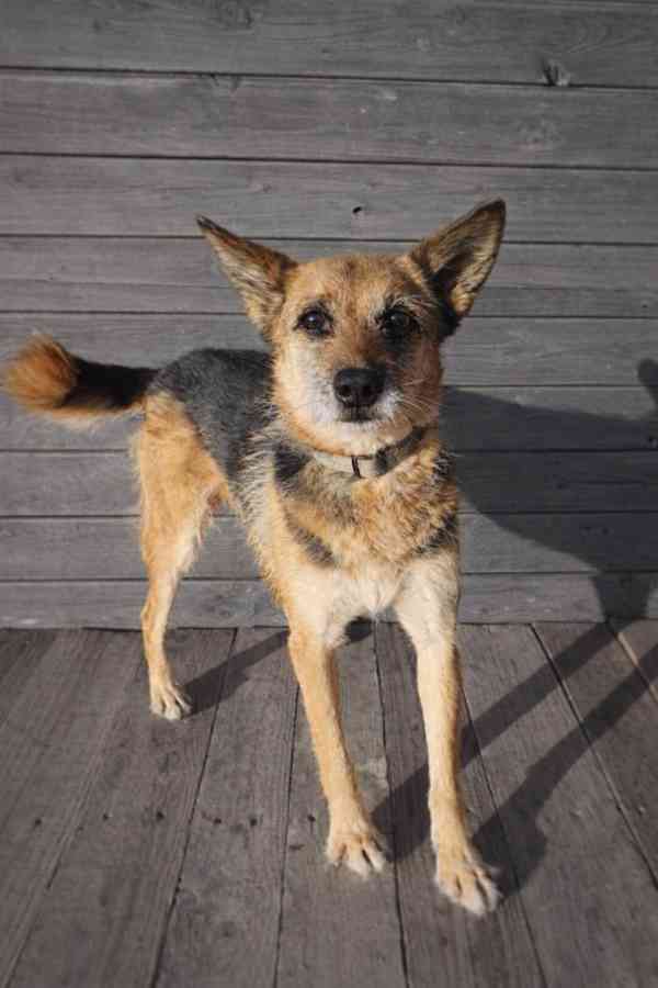 EVEREST - 7 kg, kastrovaná fenečka 9 let  - foto 3