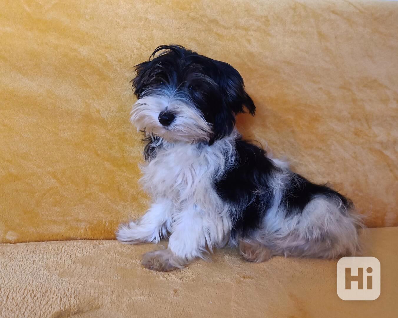 Biewer - pejsci bez pp - foto 1