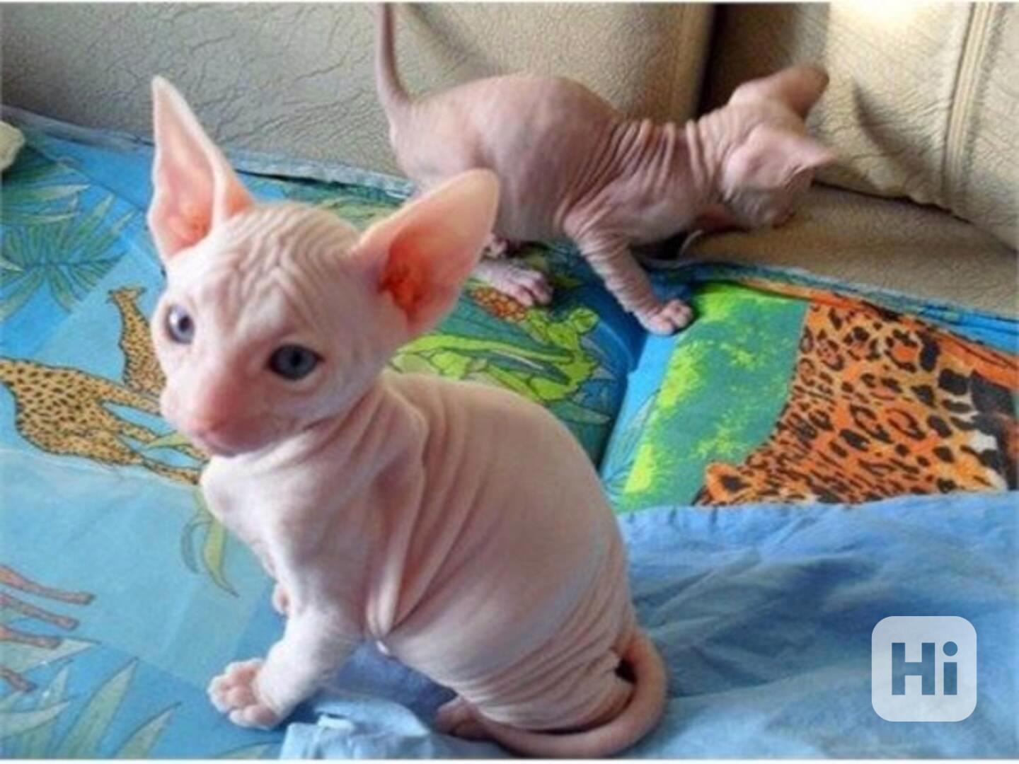 Registrovaná koťata Sphynx s pp - foto 1