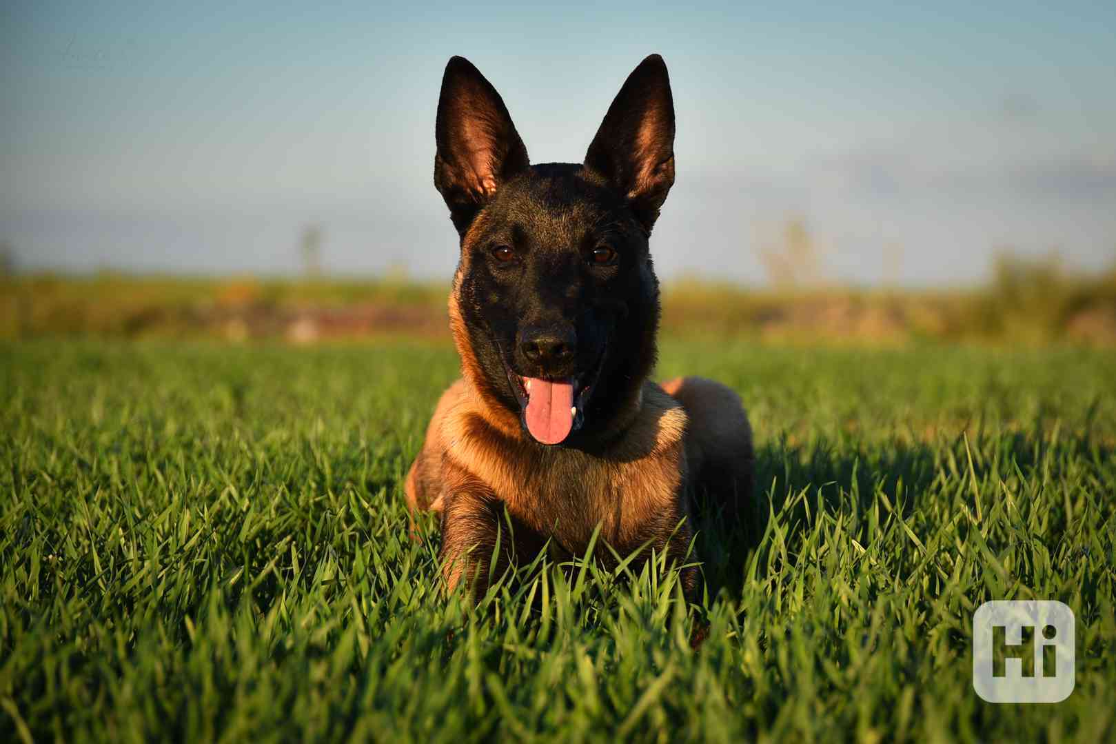 Belgický ovčák malinois s PP - foto 1