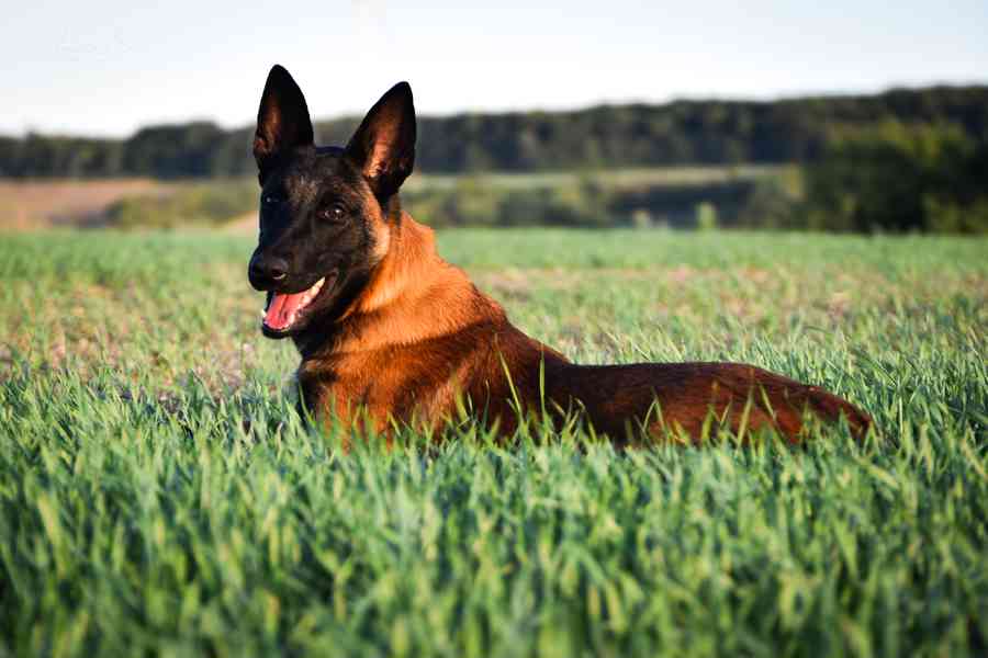 Belgický ovčák malinois s PP - foto 2