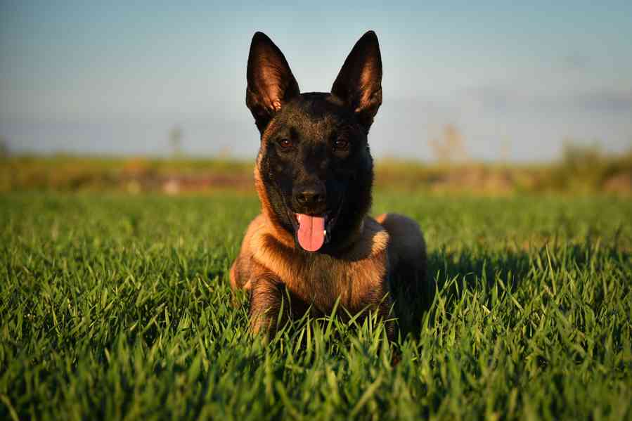 Belgický ovčák malinois s PP - foto 1