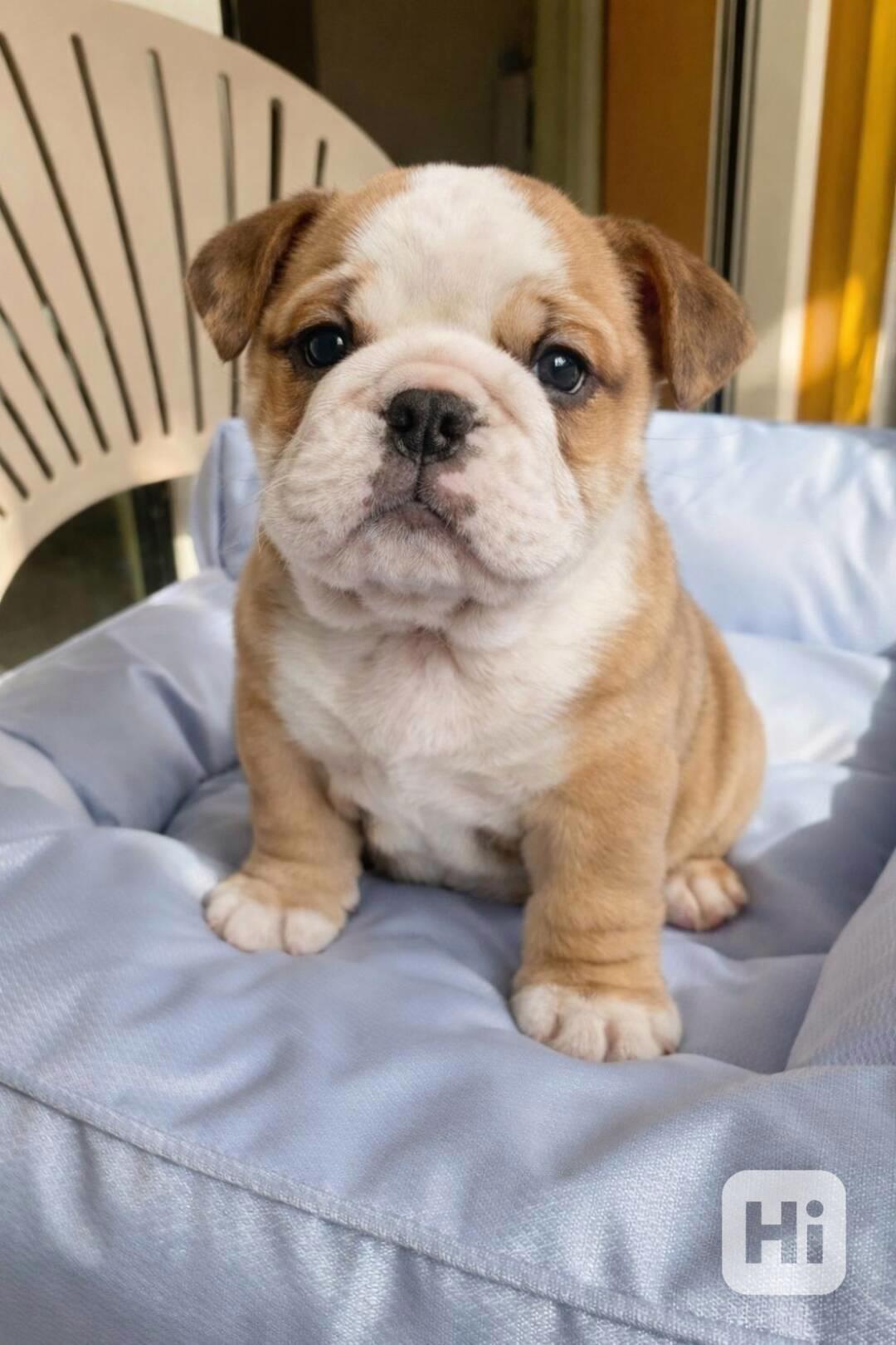 Zdarma  dárek štěňata anglického buldoka k adopci  - foto 1