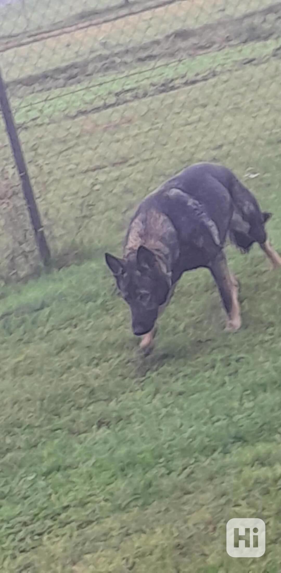 Německý ovčák s PP  - foto 1