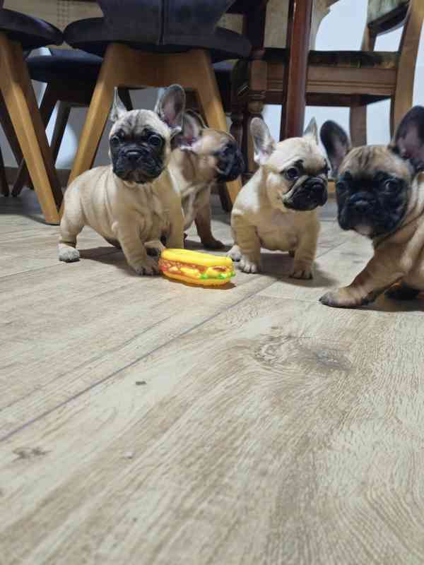 Štěňata francouzského buldočka. WhatsApp:: +30 697 056 3993 - foto 1