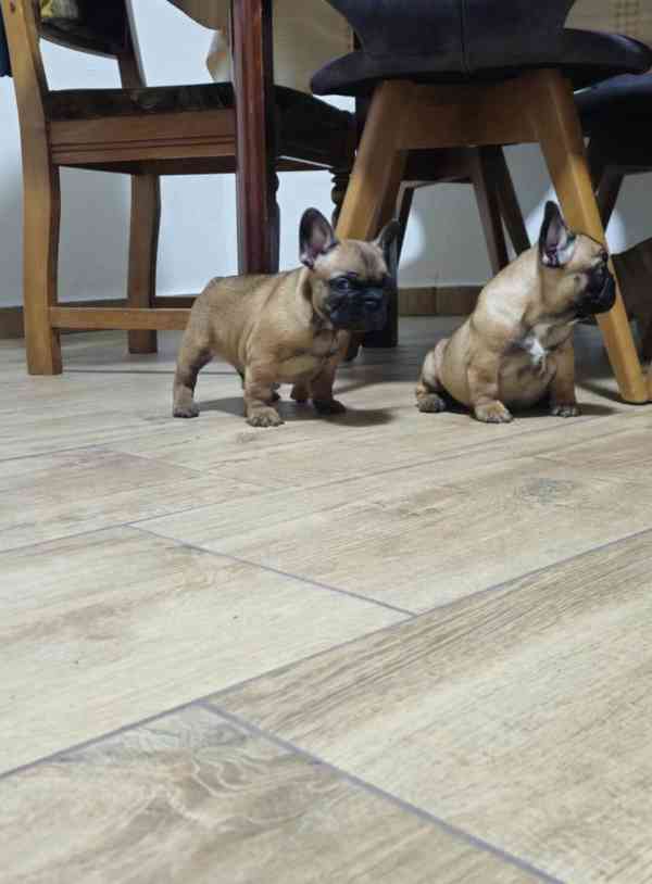 Štěňata francouzského buldočka. WhatsApp:: +30 697 056 3993 - foto 2