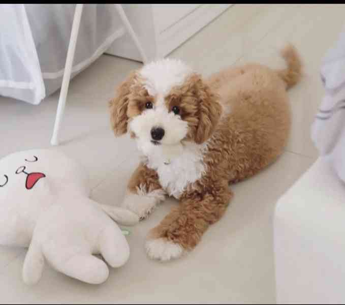 Štěňata maltipoo hledají domov. - foto 1