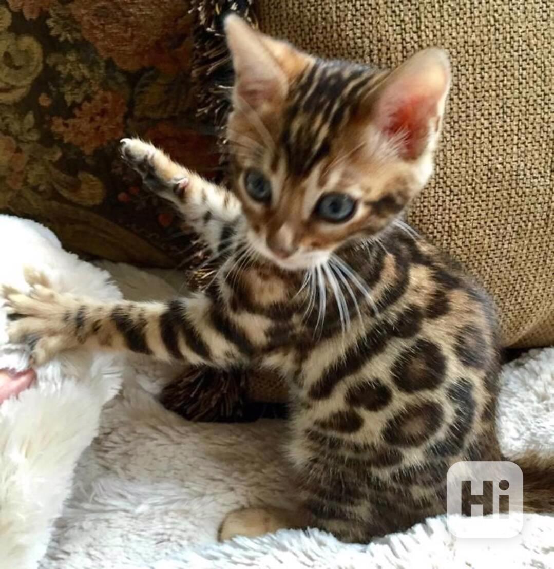  Rozkošná bengálská koťátka k dispozici - foto 1