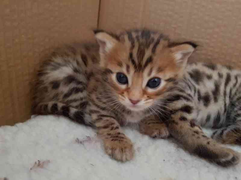  Rozkošná bengálská koťátka k dispozici - foto 2