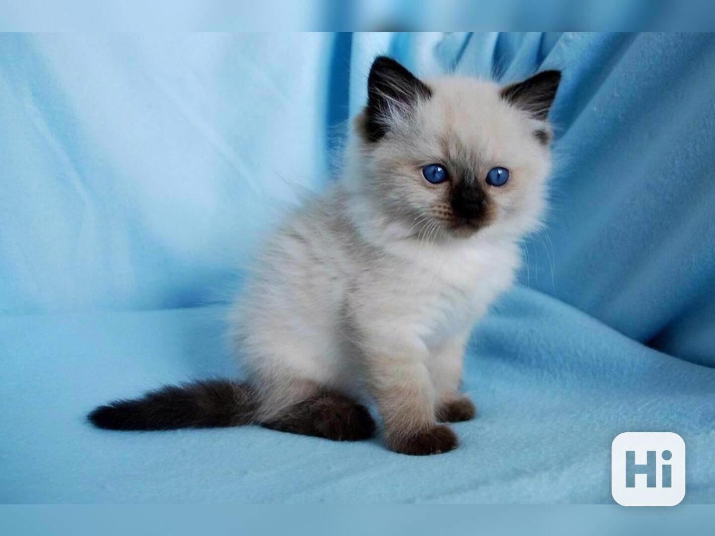 Roztomilá a okouzlující koťátka ragdoll - foto 1