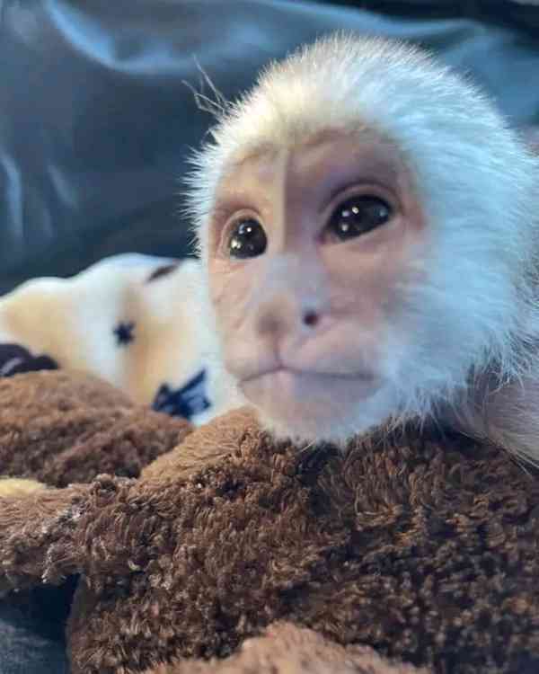  Lékařsky prověření kapucíni