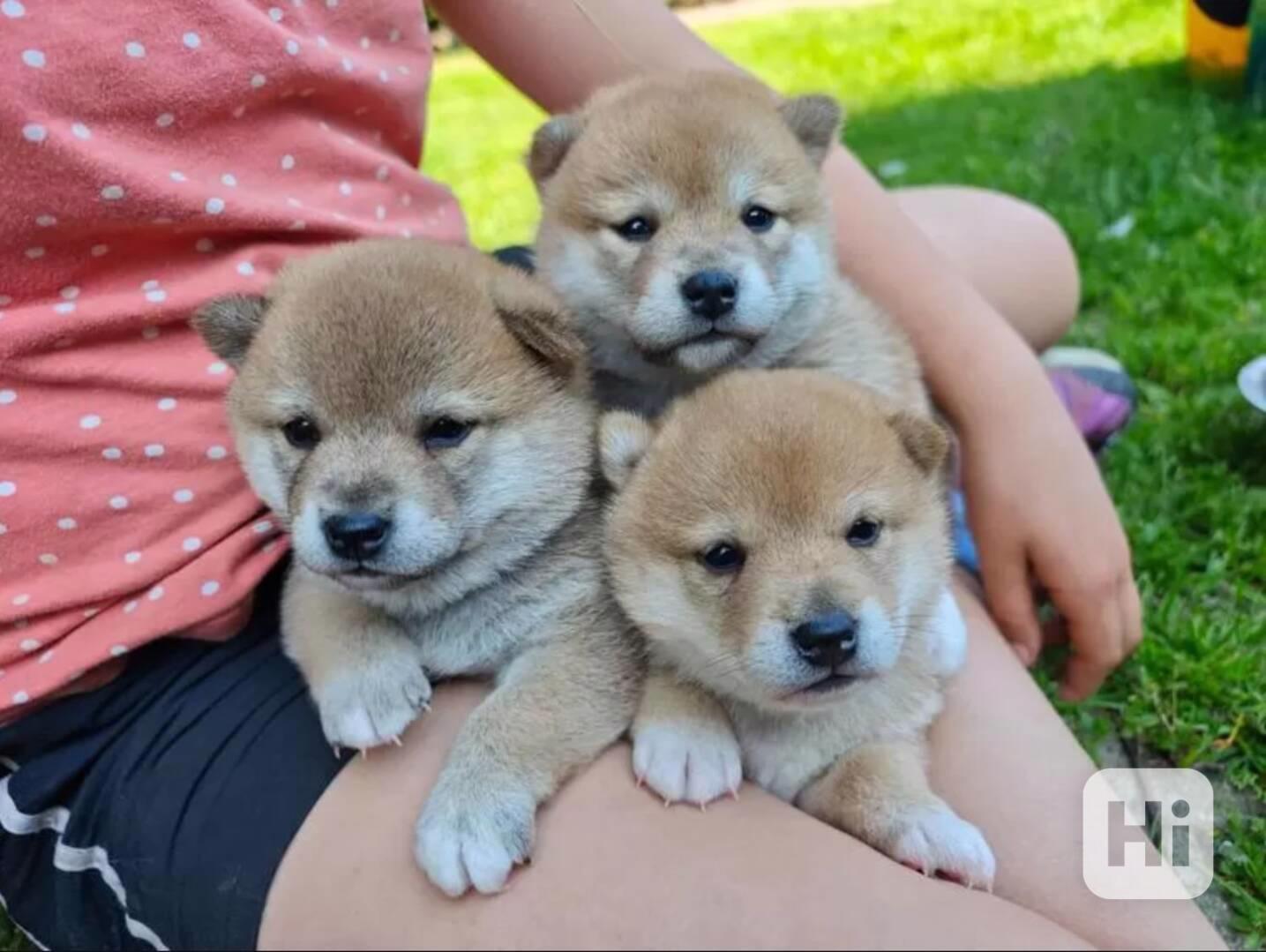 Štěňata Shiba-Inu s PP FCI - odběr na Vánoce - foto 1