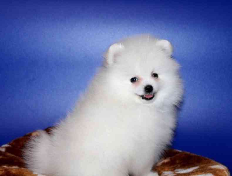 Pomeranian - foto 4