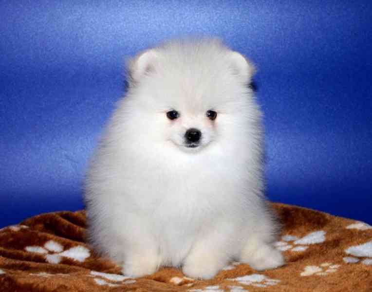 Pomeranian - foto 3