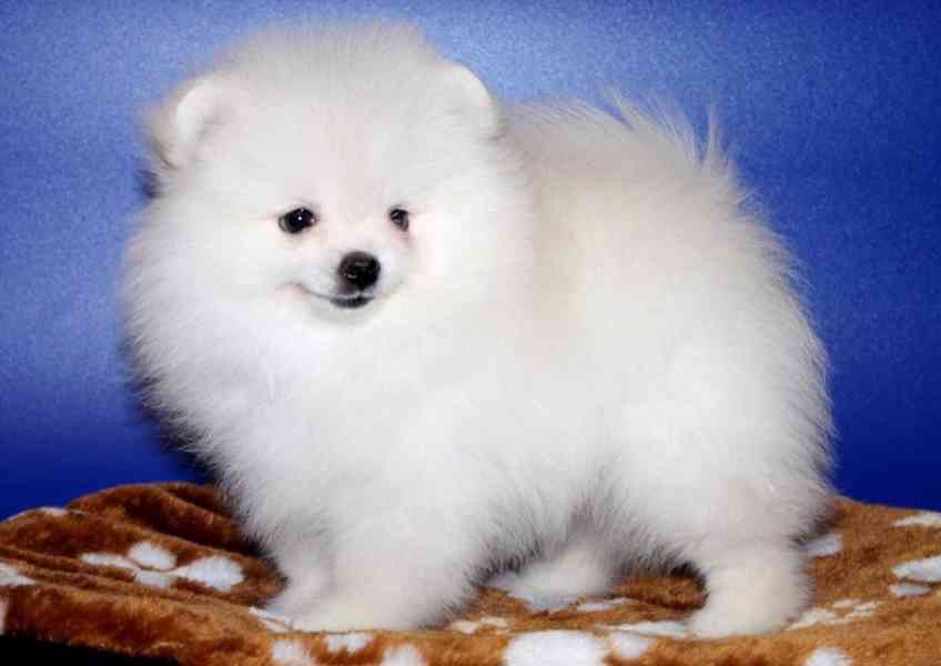 Pomeranian - foto 2