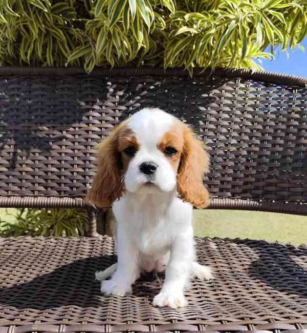 Tato kvalitní štěňata kavalírského king charles španěla  - foto 1