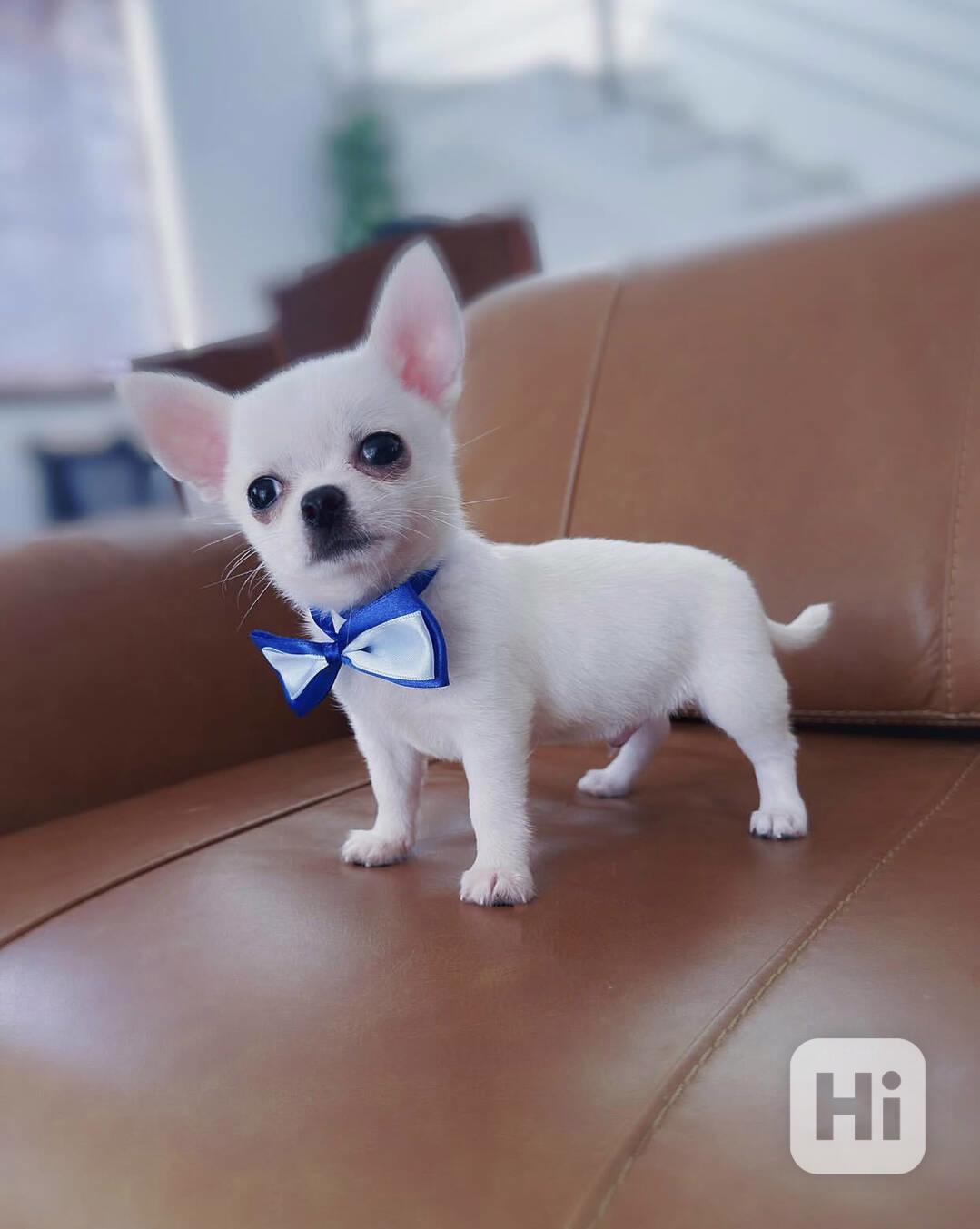 Štěně čivavy, samec a samice, registrace KC, PŘIPRAVENO IHNE - foto 1