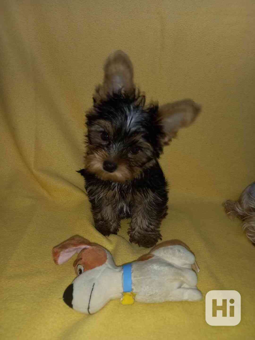 Štěně jorkshire terier, jorkšír - foto 1