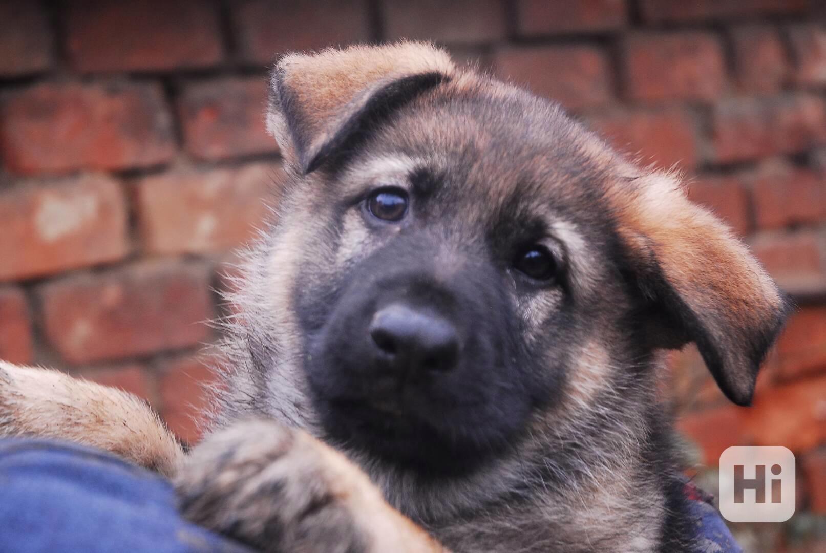 Německý ovčák - foto 1