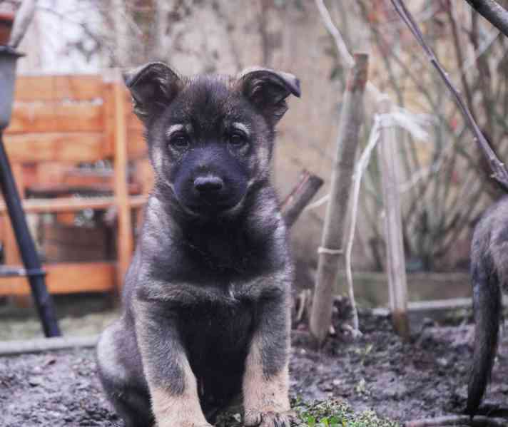 Německý ovčák - foto 5