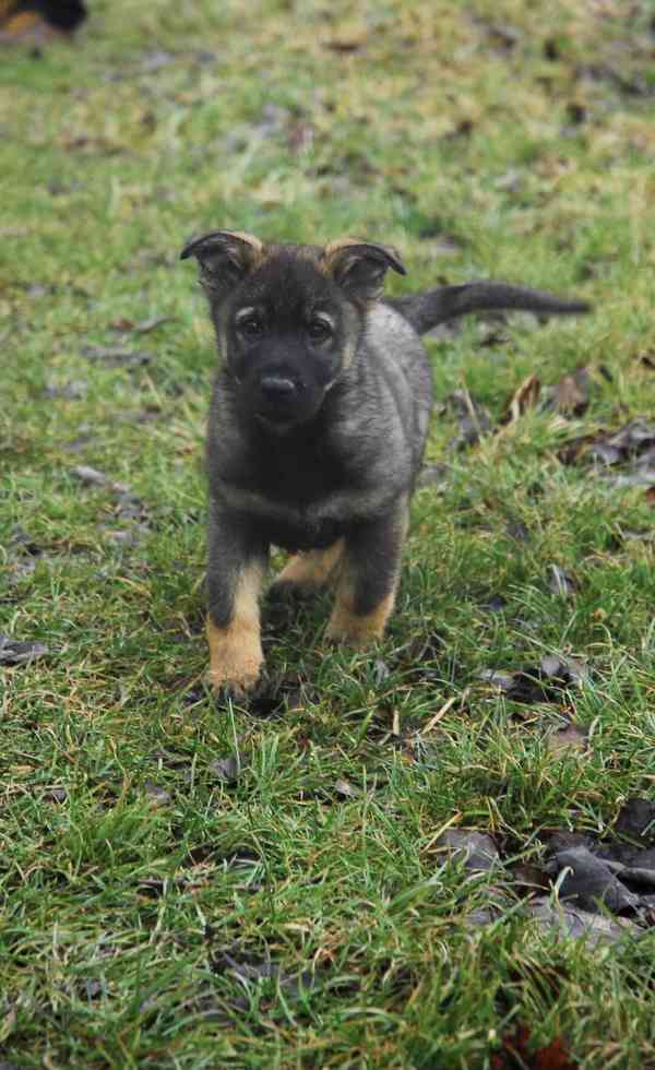 Německý ovčák - foto 3