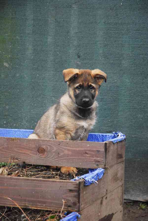 Německý ovčák - foto 6