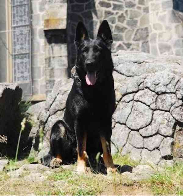 Německý ovčák - foto 7