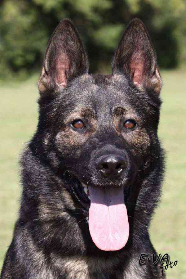 Německý ovčák - foto 8