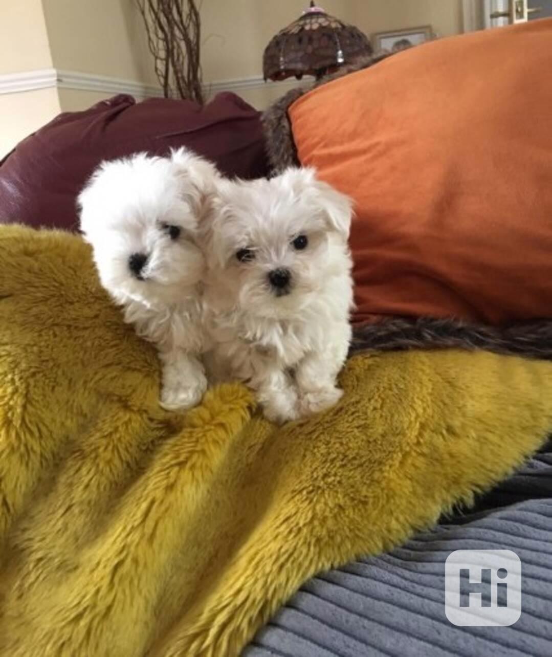 Zdravá Maltézská štěňata K Adopci - foto 1