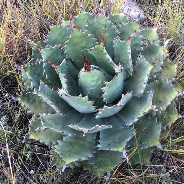 semena Agave nussaviorum