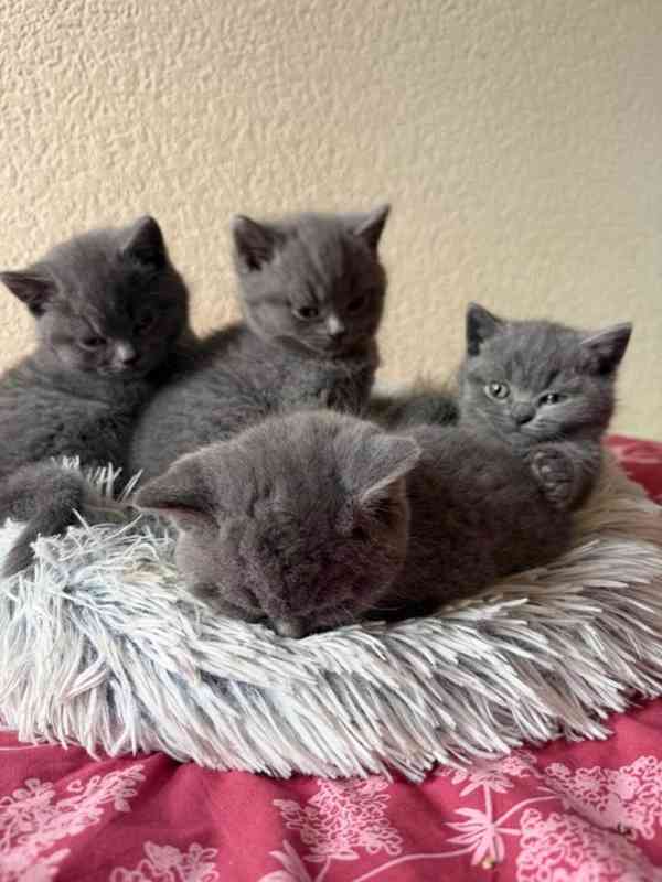 Britská koťátka s PP - foto 1