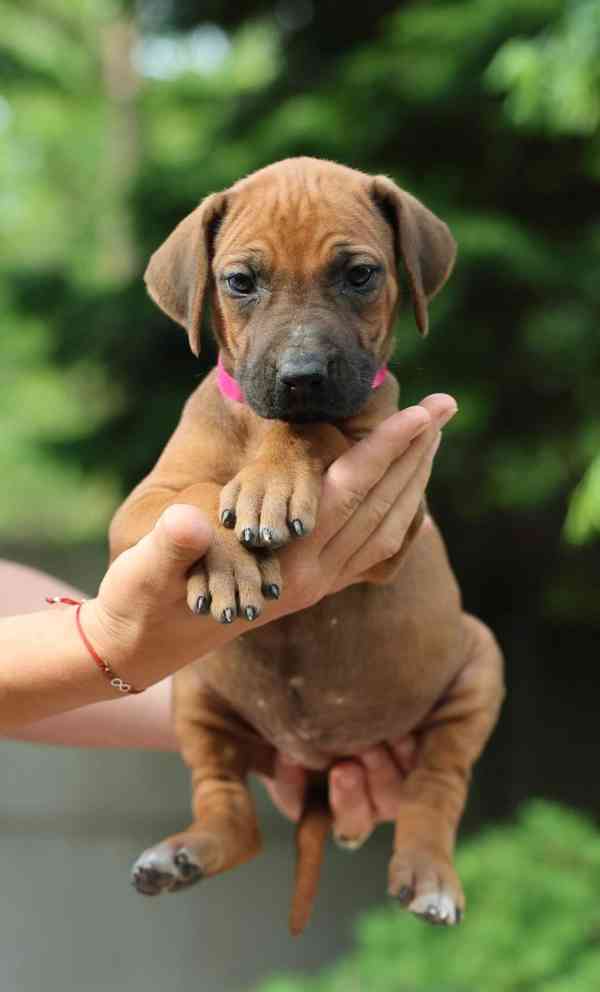 Rhodeský Ridgeback - štěňátka s PP - foto 8