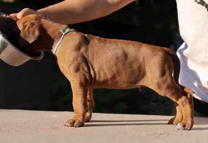 Rhodeský Ridgeback - štěňátka s PP - foto 4