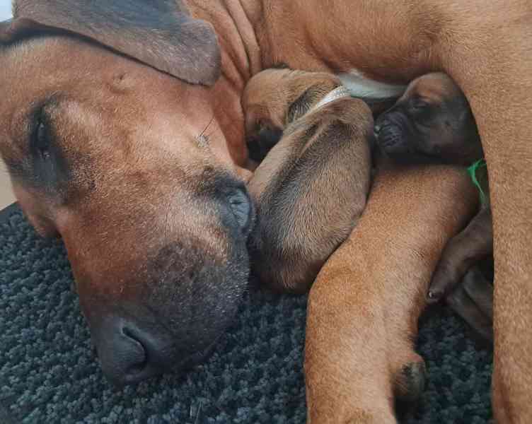 Rhodeský Ridgeback - štěňátka s PP - foto 10