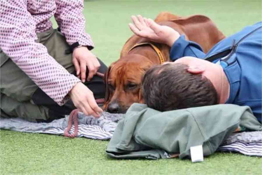 Rhodeský Ridgeback - štěňátka s PP - foto 11