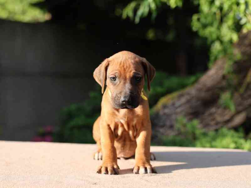 Rhodeský Ridgeback - štěňátka s PP - foto 9