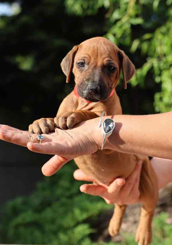 Rhodeský Ridgeback - štěňátka s PP - foto 2